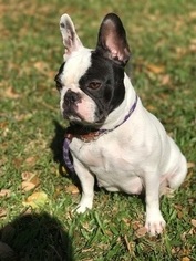 Mother of the French Bulldog puppies born on 02/18/2017
