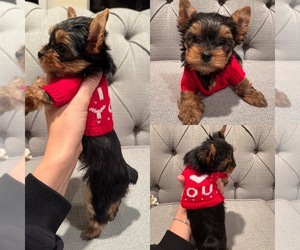 Yorkshire Terrier Puppy for sale in TRABUCO CANYON, CA, USA