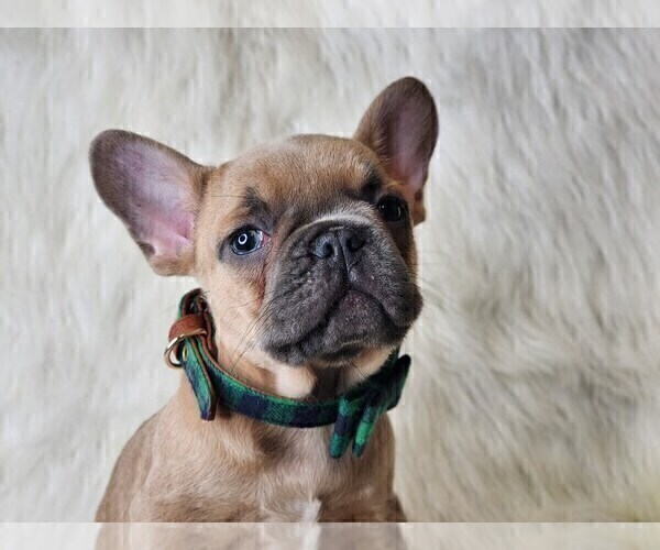 Medium Photo #3 French Bulldog Puppy For Sale in CRANSTON, RI, USA