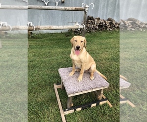 Labrador Retriever Puppy for sale in ALBEE, SD, USA
