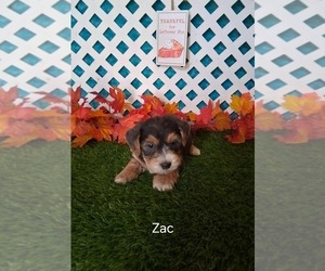Yo-Chon Puppy for sale in MOUNT PLEASANT, MI, USA
