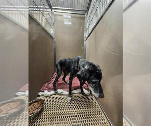 Labrador Retriever Dogs for adoption in San Antonio, TX, USA