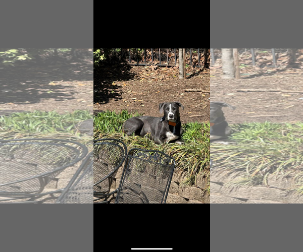 Medium Photo #4 Golden Retriever-Unknown Mix Puppy For Sale in Alexander, AR, USA