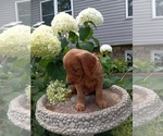 Small Photo #36 Golden Retriever Puppy For Sale in GREENWOOD, WI, USA