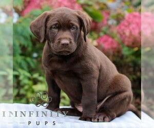Labrador Retriever Puppy for sale in RICHLAND, PA, USA