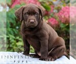 Small Labrador Retriever