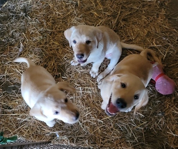 Medium Photo #1 Labrador Retriever Puppy For Sale in KIMBALL, MN, USA