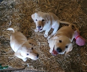 Labrador Retriever Litter for sale in KIMBALL, MN, USA