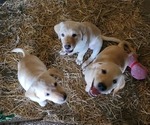 Small Labrador Retriever