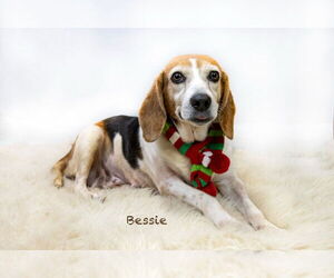 Beagle Dogs for adoption in Hot Springs Village, AR, USA
