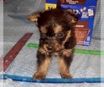 Small Photo #310 Yorkshire Terrier Puppy For Sale in AKRON, OH, USA