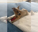 Small #3 Mutt