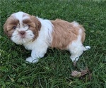 Small #1 Shih Tzu