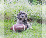 Small #3 Bernedoodle (Miniature)