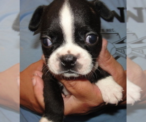 Boston Terrier Puppy for sale in CRKD RVR RNCH, OR, USA