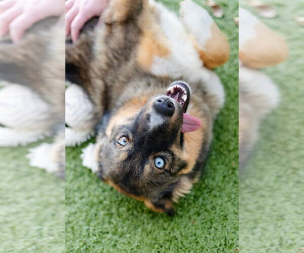 Medium Photo #2 Aussie Siberian Puppy For Sale in Canton, CT, USA