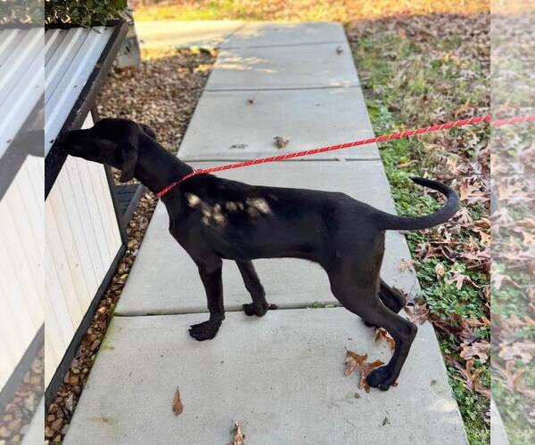 Medium Photo #3 Catahoula Leopard Dog-Labrador Retriever Mix Puppy For Sale in Yardley, PA, USA