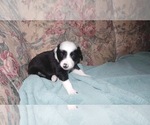 Small Photo #8 Border Collie Puppy For Sale in AIKEN, SC, USA