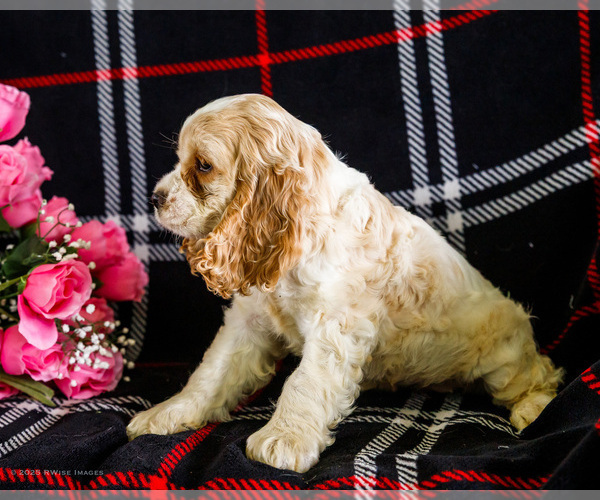 Medium Photo #10 Cocker Spaniel Puppy For Sale in WAKARUSA, IN, USA