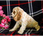 Small #1 Cocker Spaniel