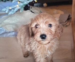 Goldendoodle (Miniature) Puppy for sale in LAKE STEVENS, WA, USA