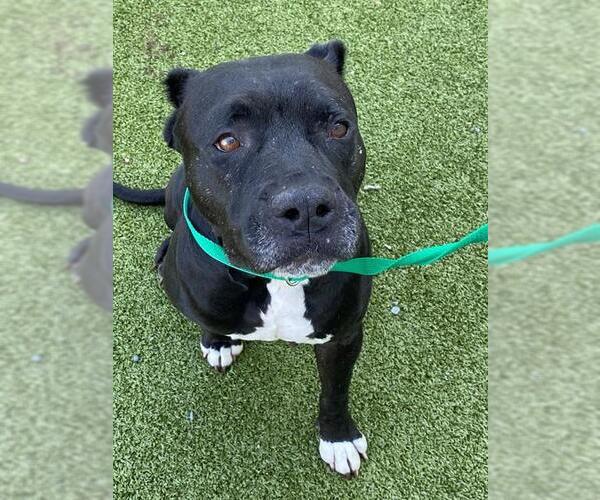 Medium Photo #1 Mutt Puppy For Sale in Fayetteville, NC, USA