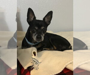 Dutton - Male Chihuahua-Unknown Mix Dog for Adoption - Photo #3