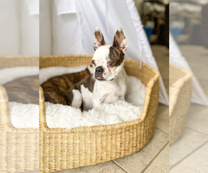 Mother of the Boston Terrier puppies born on 05/14/2022