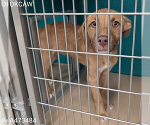 Labrador Retriever-Unknown Mix Dogs for adoption in Oklahoma City, OK, USA