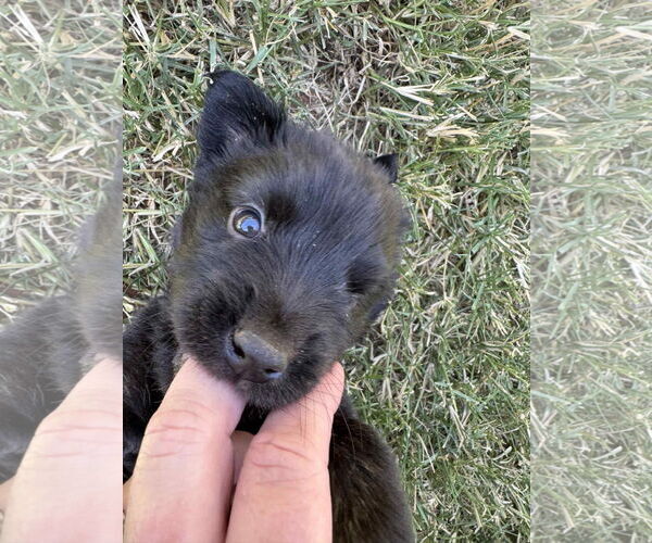 Medium Photo #4 Labrador Retriever-Unknown Mix Puppy For Sale in New London, WI, USA