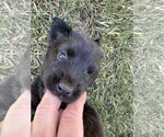 Small #3 Mutt