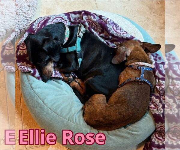 Medium Photo #3 Dachshund Puppy For Sale in San Antonio, TX, USA