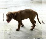Small #1 Labrador Retriever Mix