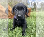 Small Photo #8 Labrador Retriever Puppy For Sale in NEOLA, WV, USA