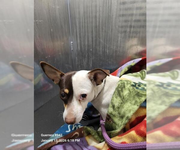 Medium Photo #1 Chihuahua-Unknown Mix Puppy For Sale in San Antonio, TX, USA