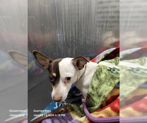 Chihuahua-Unknown Mix Dogs for adoption in San Antonio, TX, USA