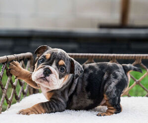 English Bulldog Puppy for Sale in PORTERVILLE, California USA