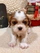 Small Photo #4 Cavalier King Charles Spaniel Puppy For Sale in LEICESTER, NC, USA