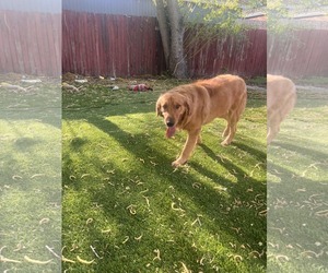 Golden Retriever Dogs for adoption in Sandy, UT, USA