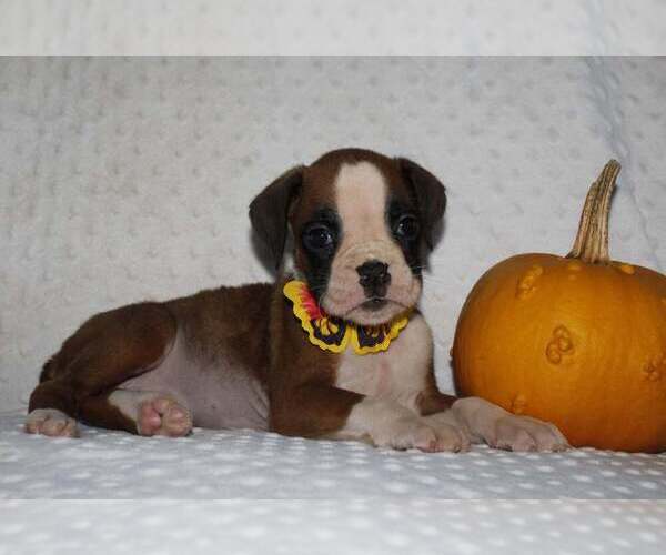 Medium Photo #1 Boxer Puppy For Sale in SHIPSHEWANA, IN, USA