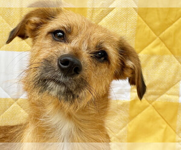 Medium Photo #3 Mutt Puppy For Sale in Spring Lake, NJ, USA