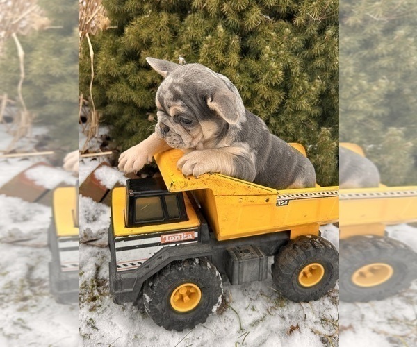Medium Photo #2 French Bulldog Puppy For Sale in MIDDLEBURY, IN, USA