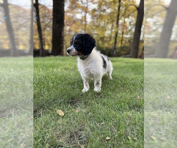 Medium Photo #6 Bernedoodle (Miniature) Puppy For Sale in DENVER, PA, USA