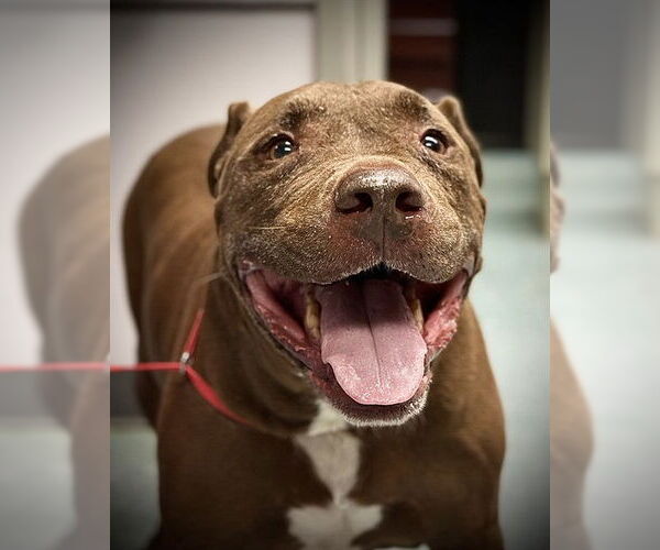 Medium Photo #2 American Pit Bull Terrier Puppy For Sale in St. Cloud, FL, USA