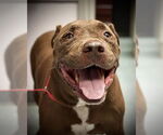 Small #1 American Pit Bull Terrier