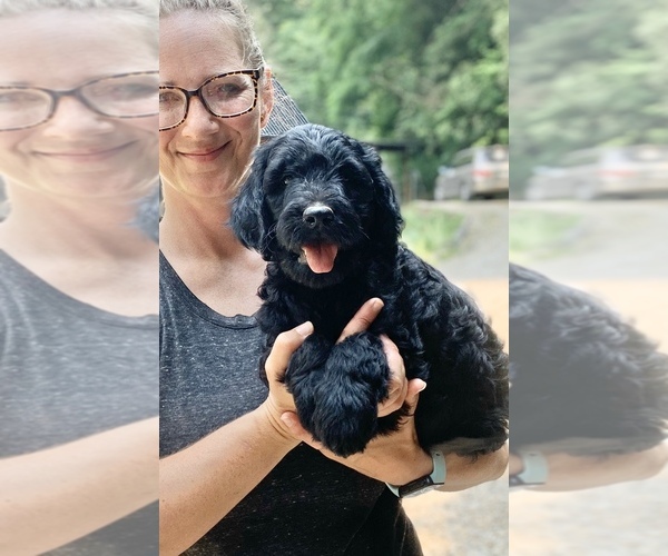 Medium Photo #3 Goldendoodle Puppy For Sale in ANDREWS, NC, USA