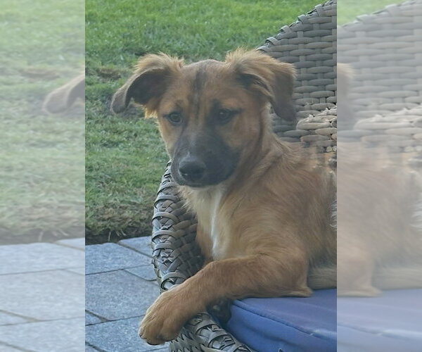 Medium Photo #4 Mutt Puppy For Sale in San Diego, CA, USA