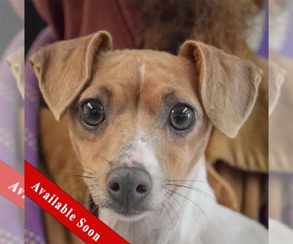 Medium Photo #1 Italian Greyhound-Unknown Mix Puppy For Sale in Huntley, IL, USA