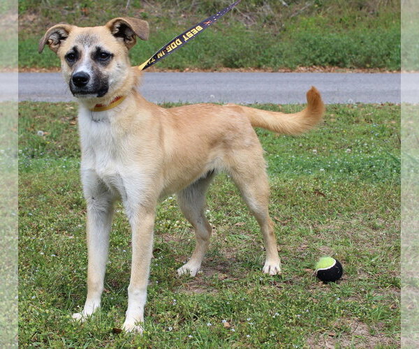 Medium Photo #1 Mutt Puppy For Sale in Prattville, AL, USA