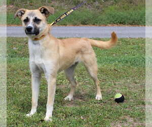 Mutt Dogs for adoption in Prattville, AL, USA